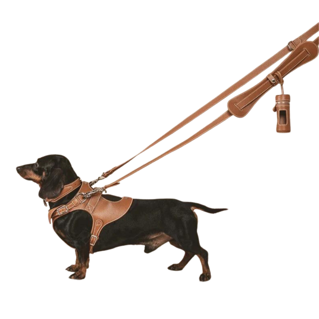 Leather Harness with Leash